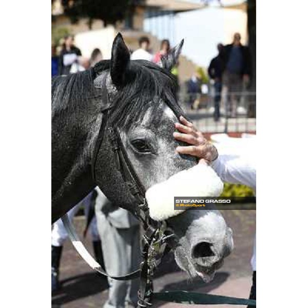 Freedom Holder after winning the Premio Daumier - Mem.Marco Rinaldi Roma - Capannelle racecourse,6th april 2014 ph.Domenico Savi/Grasso