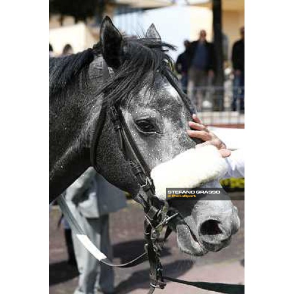 Freedom Holder after winning the Premio Daumier - Mem.Marco Rinaldi Roma - Capannelle racecourse,6th april 2014 ph.Domenico Savi/Grasso