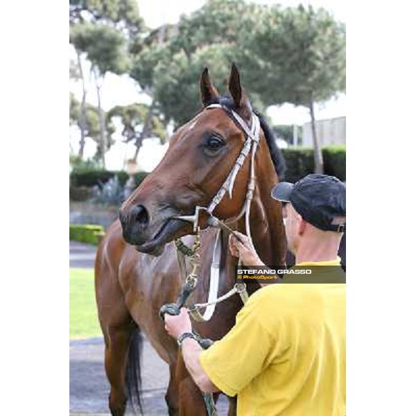 Luca Maniezzi and Obade winners of the Premio Lorenzo Camuffo Rome, Capannelle racecourse 13th april 2014 ph.Stefano Grasso