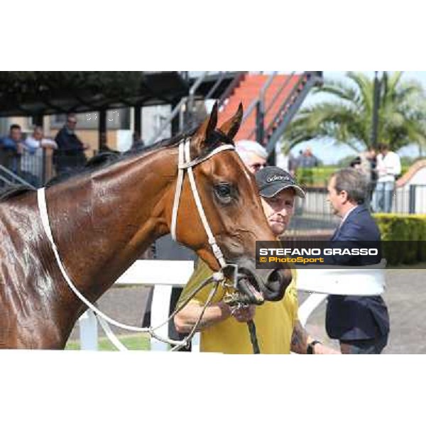 Obade winner of the Premio Lorenzo Camuffo Rome, Capannelle racecourse 13th april 2014 ph.Stefano Grasso