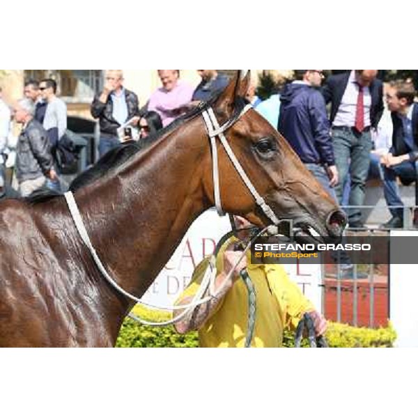 Obade winner of the Premio Lorenzo Camuffo Rome, Capannelle racecourse 13th april 2014 ph.Stefano Grasso