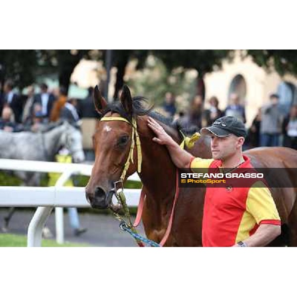 Clorofilla parades after winning the Premio Carlo Chiesa Rome, Capannelle racecourse 13th april 2014 ph.Stefano Grasso