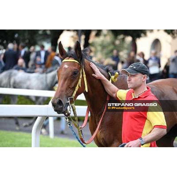 Clorofilla parades after winning the Premio Carlo Chiesa Rome, Capannelle racecourse 13th april 2014 ph.Stefano Grasso