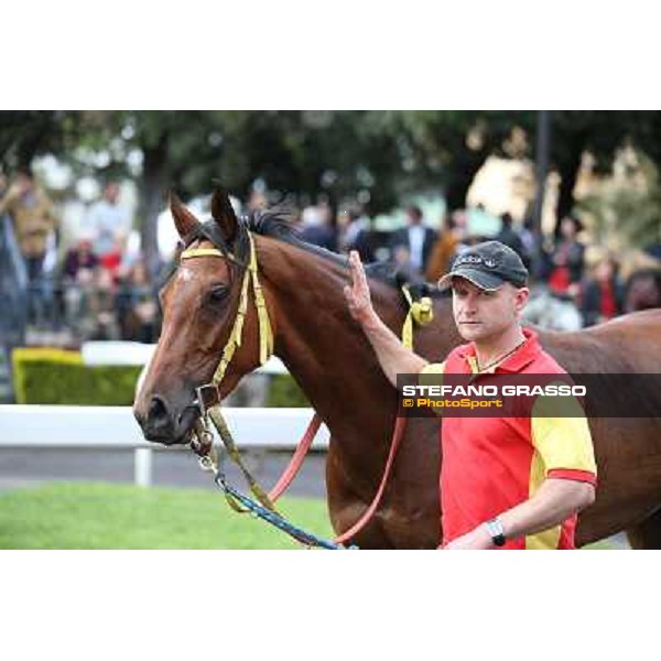 Clorofilla parades after winning the Premio Carlo Chiesa Rome, Capannelle racecourse 13th april 2014 ph.Stefano Grasso