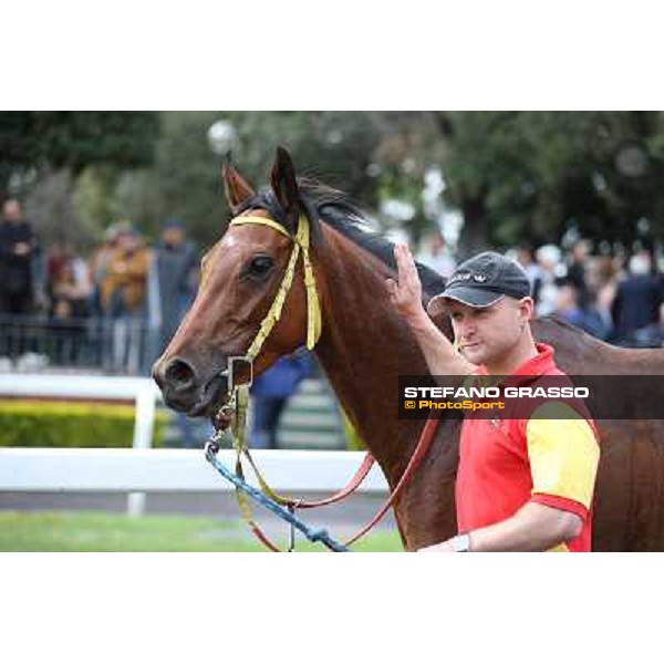 Clorofilla parades after winning the Premio Carlo Chiesa Rome, Capannelle racecourse 13th april 2014 ph.Stefano Grasso