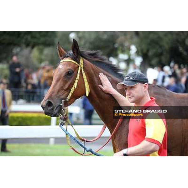 Clorofilla parades after winning the Premio Carlo Chiesa Rome, Capannelle racecourse 13th april 2014 ph.Stefano Grasso