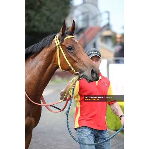 Clorofilla parades after winning the Premio Carlo Chiesa Rome, Capannelle racecourse 13th april 2014 ph.Stefano Grasso