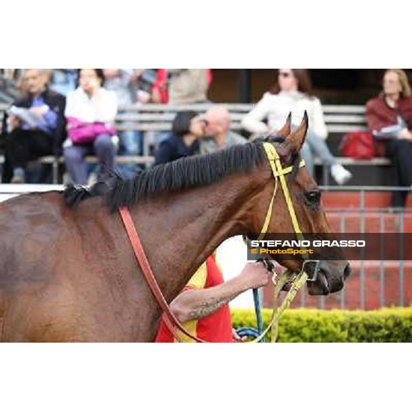 Clorofilla parades after winning the Premio Carlo Chiesa Rome, Capannelle racecourse 13th april 2014 ph.Stefano Grasso