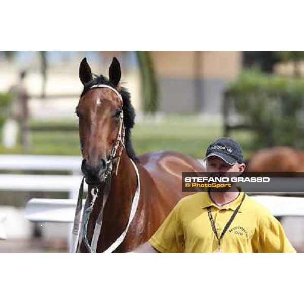 Obade before winning the Premio Lorenzo Camuffo Rome, Capannelle racecourse 13th april 2014 ph.Stefano Grasso