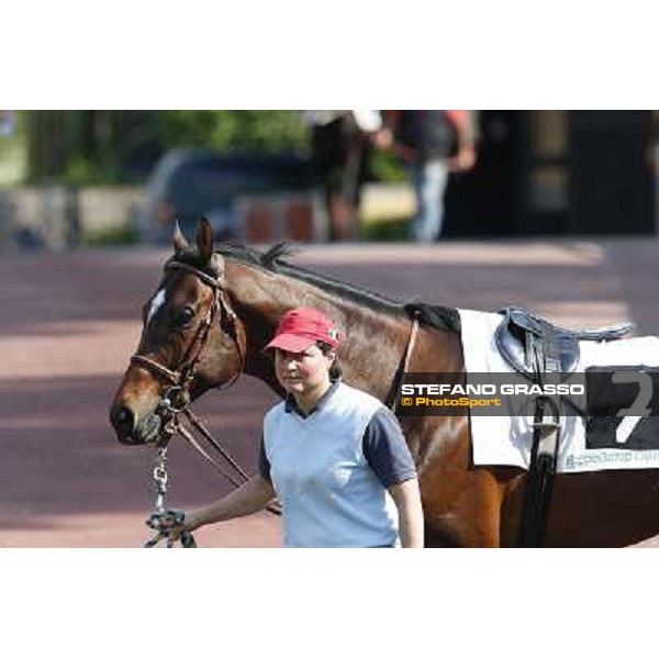 Saint Bernard Rome, Capannelle racecourse 13th april 2014 ph.Stefano Grasso