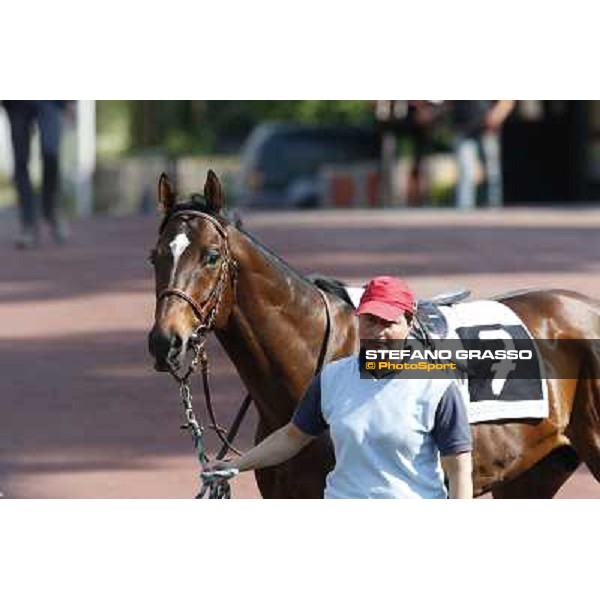 Saint Bernard Rome, Capannelle racecourse 13th april 2014 ph.Stefano Grasso