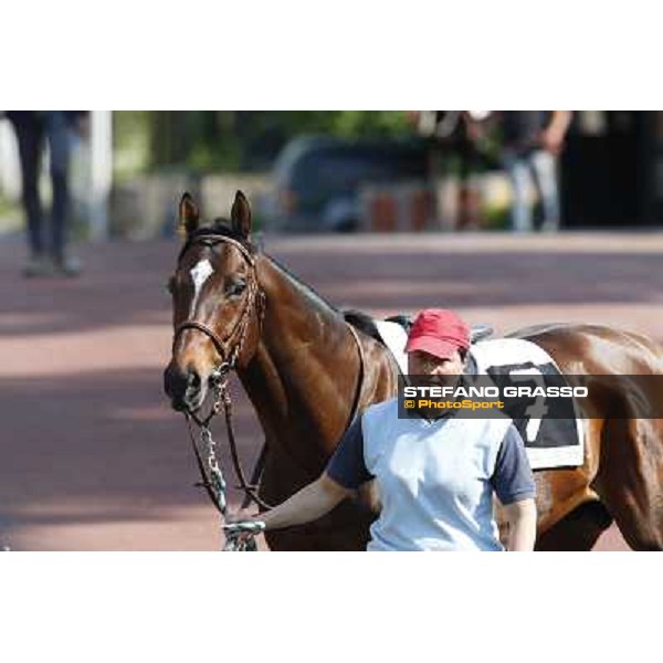 Saint Bernard Rome, Capannelle racecourse 13th april 2014 ph.Stefano Grasso