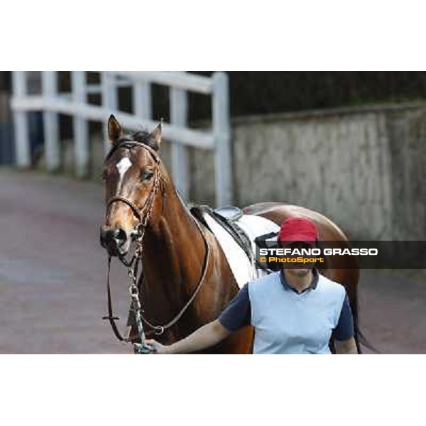 Saint Bernard Rome, Capannelle racecourse 13th april 2014 ph.Stefano Grasso