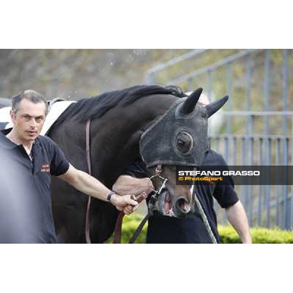 Omaticaya Rome, Capannelle racecourse 13th april 2014 ph.Stefano Grasso