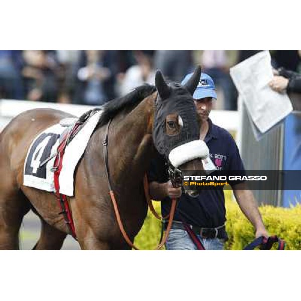 Girl of the Rain Rome, Capannelle racecourse 13th april 2014 ph.Stefano Grasso