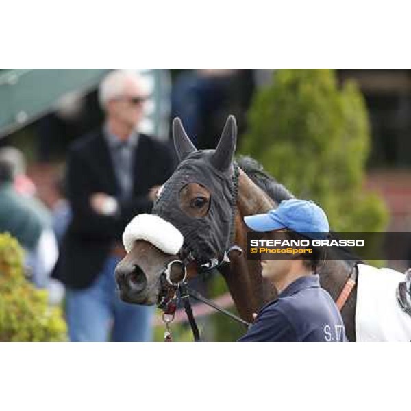 Girl of the Rain Rome, Capannelle racecourse 13th april 2014 ph.Stefano Grasso