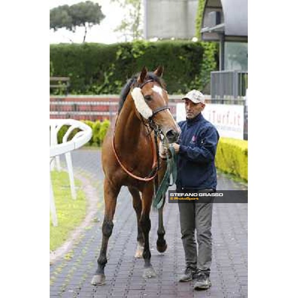 Orange Sun after winning the Premio Svelt Roma - Capannelle racecourse,15th april 2014 ph.Domenico Savi/Grasso