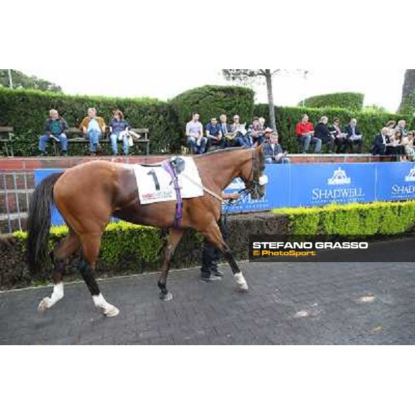 Djordje Perovic on Refuse to Bobbin wins the Premio Presidente della Repubblica GBI Racing Rome, Capannelle racecourse,11th may 2014 photo Stefano Grasso