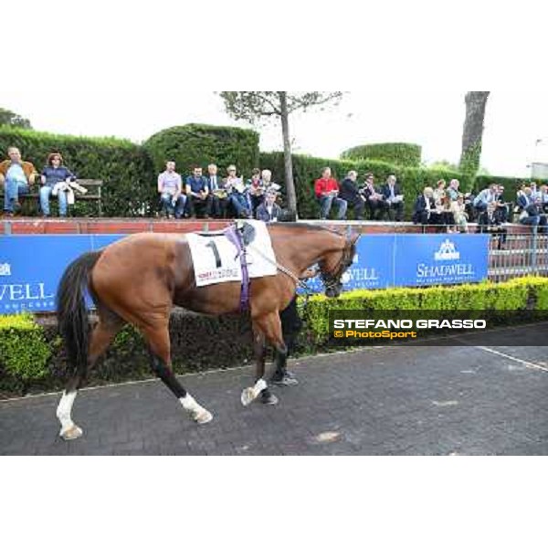 Djordje Perovic on Refuse to Bobbin wins the Premio Presidente della Repubblica GBI Racing Rome, Capannelle racecourse,11th may 2014 photo Stefano Grasso