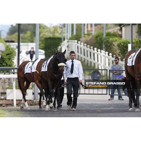 Djordje Perovic on Refuse to Bobbin wins the Premio Presidente della Repubblica GBI Racing Rome, Capannelle racecourse,11th may 2014 photo Stefano Grasso