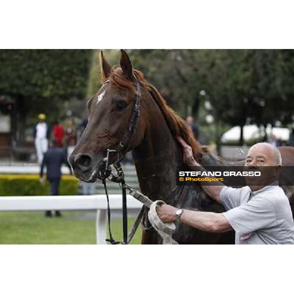 Gavino Sanna on Sibillina - PSA wins the Premio Madjani Shadwell Arabian Stakes Rome, Capannelle racecourse,11th may 2014 photo Stefano Grasso