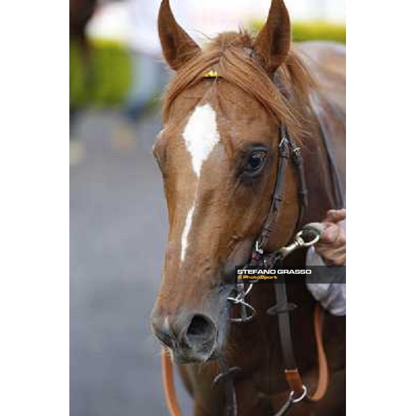 Djordje Perovic on Refuse to Bobbin wins the Premio Presidente della Repubblica GBI Racing Rome, Capannelle racecourse,11th may 2014 photo Domenico Savi/Grasso
