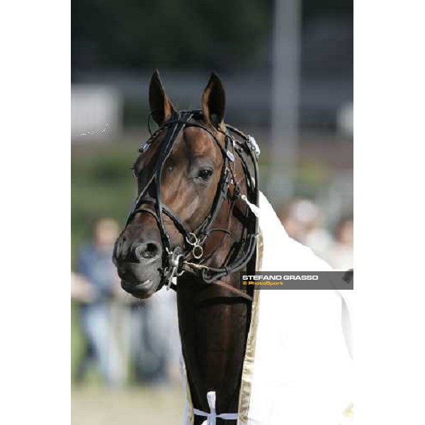 close up for Unforgettable winner of the 110.o Deutsches Traber Derby Berlin Mariendorf, 7th august 2005 ph. Stefano Grasso