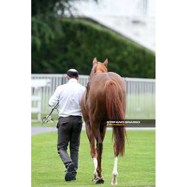 Priore Philip and his groom after winning the Premio Carlo Vittadini - Trofeo Corriere della Sera Milano - San Siro racecourse - Oaks d\'Italia Day Milano,25th may 2014 ph.Stefano Grasso/IppodromoMilano