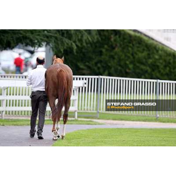 Priore Philip and his groom after winning the Premio Carlo Vittadini - Trofeo Corriere della Sera Milano - San Siro racecourse - Oaks d\'Italia Day Milano,25th may 2014 ph.Stefano Grasso/IppodromoMilano
