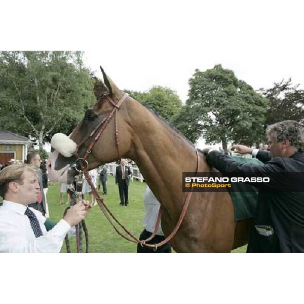 Electrocutionist\'s trainer Valfredo Valiani prepares the horse before the Juddmonte International Stakes York, The Ebor Meeting, 16th august 2005 ph. Stefano Grasso