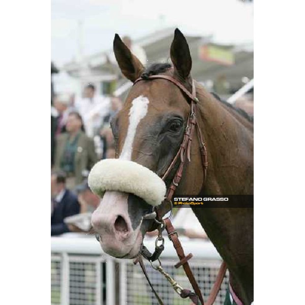 a close up for Electrocutionist winner of the Juddmonte International Stakes York, The Ebor Meeting, 16th august 2005 ph. Stefano Grasso