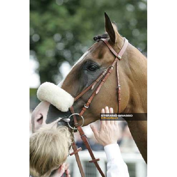 close up for Electrocutionist in the parade ring of the Juddmonte International Stakes York, The Ebor Meeting, 16th august 2005 ph. Stefano Grasso