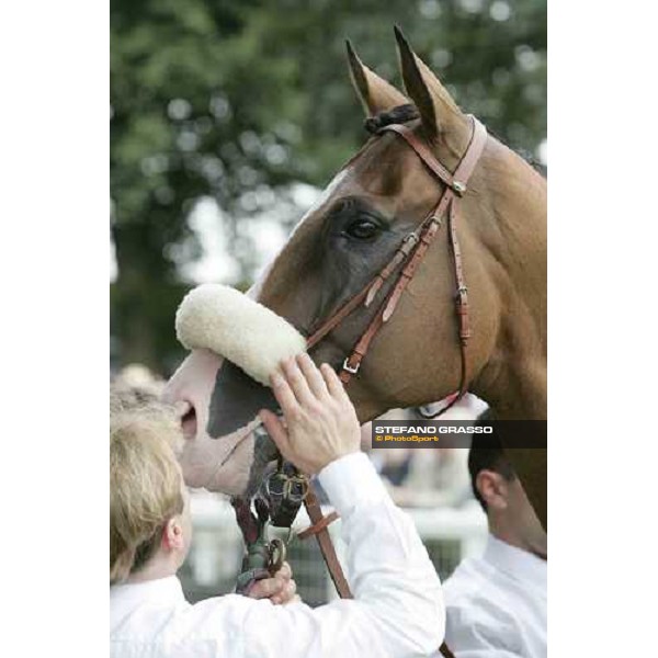 close up for Electrocutionist in the parade ring of the Juddmonte International Stakes York, The Ebor Meeting, 16th august 2005 ph. Stefano Grasso