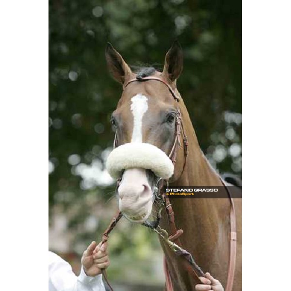 close up for Electrocutionist in the parade ring of the Juddmonte International Stakes York, The Ebor Meeting, 16th august 2005 ph. Stefano Grasso