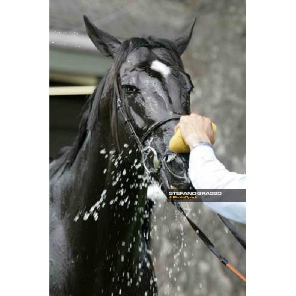 Songlark York, The Ebor Meeting - 16th august 2005 ph. Stefano Grasso