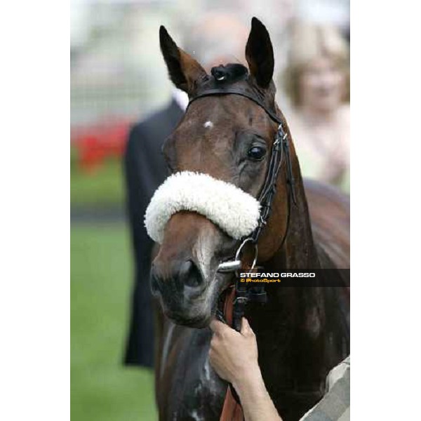 close up for Amadeus Wolf winner of The Scottish Equitable Gimcrack Stakes York, The Ebor Meeting 17th august 2005 ph. Stefano Grasso