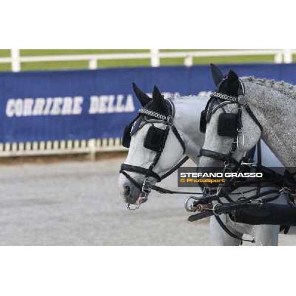 A touch of green Milano-San Siro Racecourse,28th sept.2014 ph.Stefano Grasso/Trenno srl