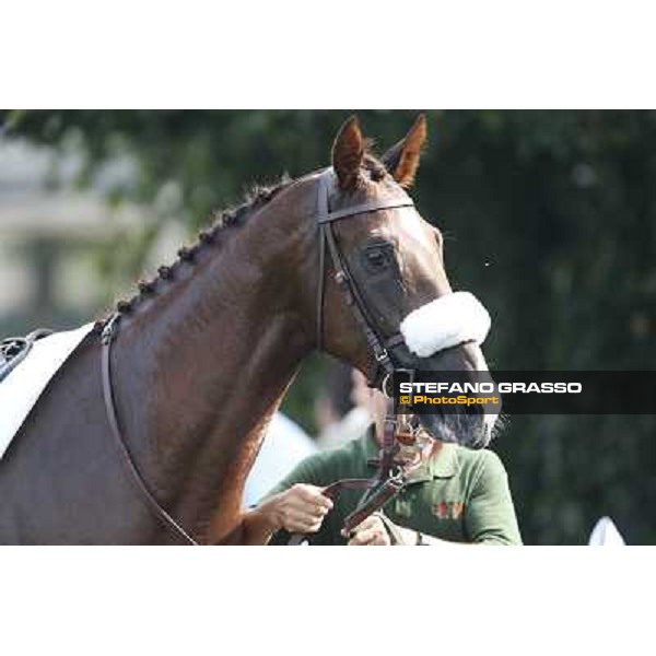 Trust You - Premio Criterium Nazionale Milano-San Siro Racecourse,28th sept.2014 ph.Stefano Grasso/Trenno srl