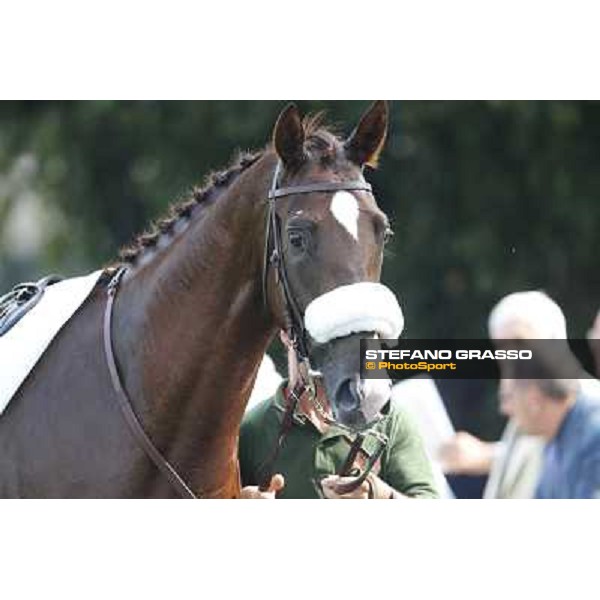 Trust You - Premio Criterium Nazionale Milano-San Siro Racecourse,28th sept.2014 ph.Stefano Grasso/Trenno srl
