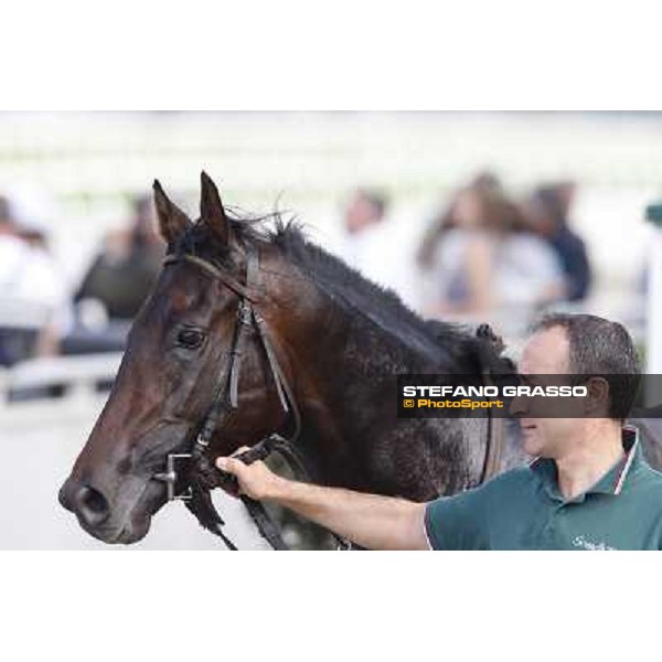 Avabin - Walter Gambarota - Premio Criterium Nazionale Milano-San Siro Racecourse,28th sept.2014 ph.Stefano Grasso/Trenno srl