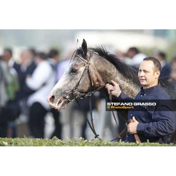 Grey Greezly - Premio Marchese Ippolito Fassati Milano-San Siro Racecourse,28th sept.2014 ph.Stefano Grasso/Trenno srl