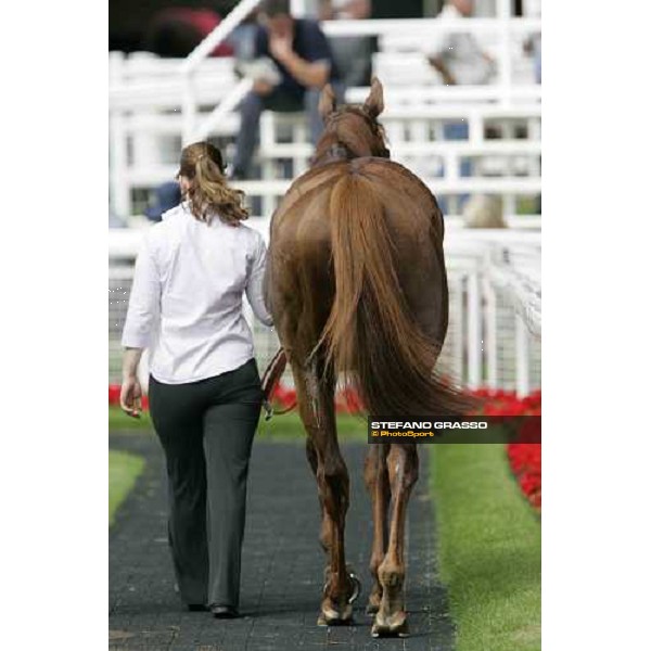 coming back to the stable after the triumph York, The Ebor Meeting - 16th august 2005 ph. Stefano Grasso