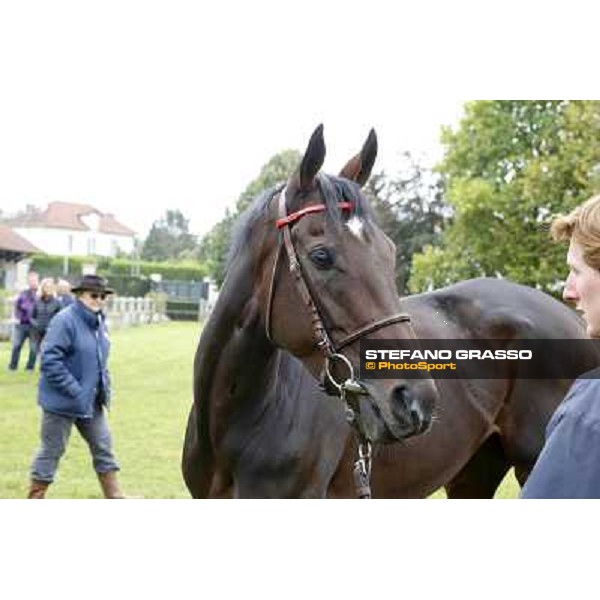 a morning with Treve,Criquette and Alec Head Chantilly,6th oct.2014 ph.Stefano Grasso