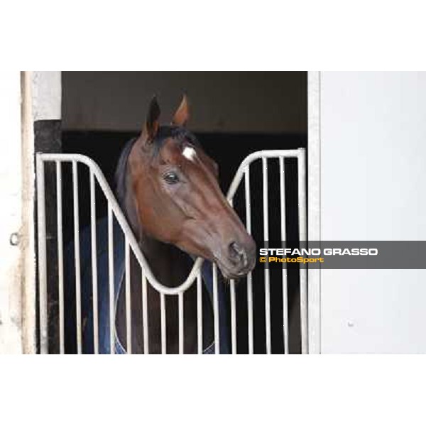 a morning with Treve,Criquette and Alec Head Chantilly,6th oct.2014 ph.Stefano Grasso