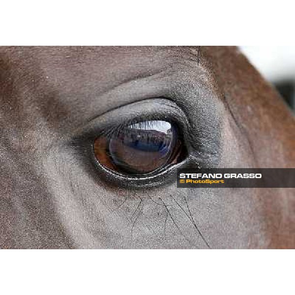 a morning with Treve,Criquette and Alec Head Chantilly,6th oct.2014 ph.Stefano Grasso