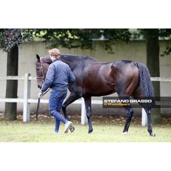 a morning with Treve,Criquette and Alec Head Chantilly,6th oct.2014 ph.Stefano Grasso