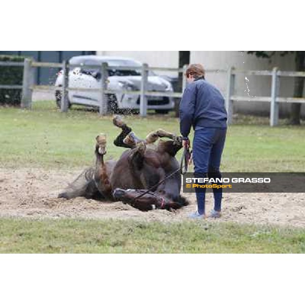 a morning with Treve,Criquette and Alec Head Chantilly,6th oct.2014 ph.Stefano Grasso