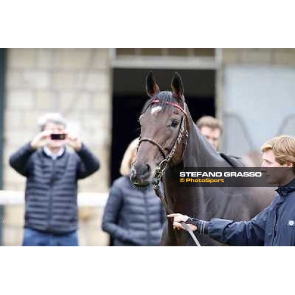 a morning with Treve,Criquette and Alec Head Chantilly,6th oct.2014 ph.Stefano Grasso