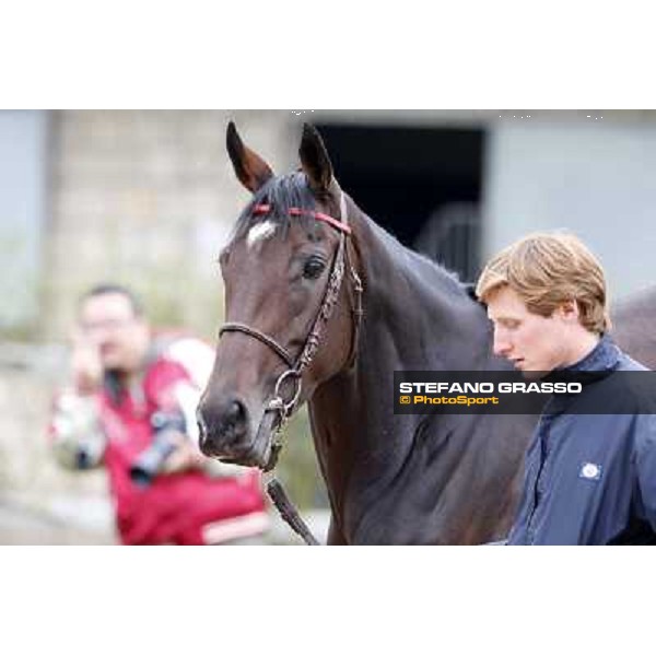 a morning with Treve,Criquette and Alec Head Chantilly,6th oct.2014 ph.Stefano Grasso