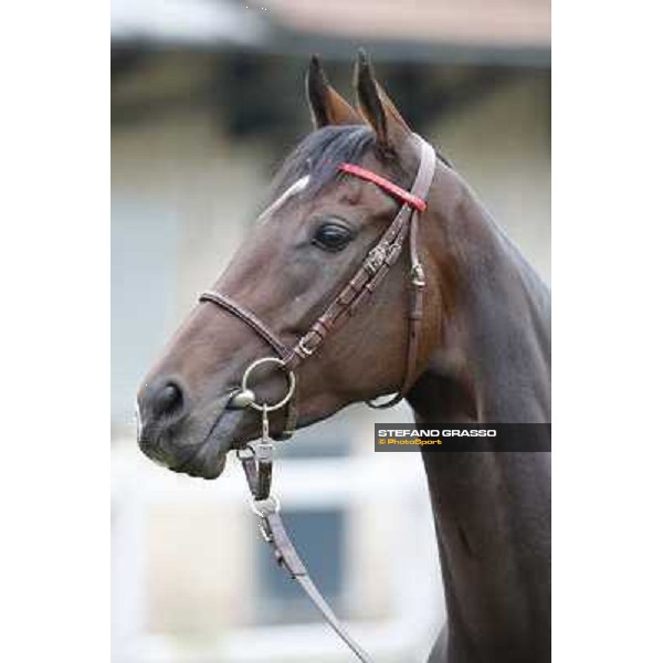 a morning with Treve,Criquette and Alec Head Chantilly,6th oct.2014 ph.Stefano Grasso